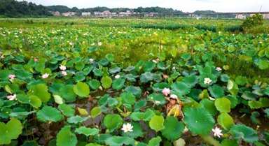 盛夏荷塘美 湘莲采摘忙